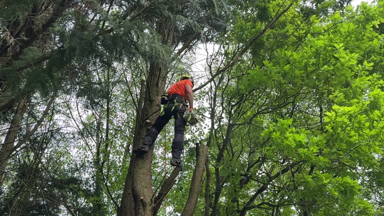 Professional Tree Services in East Rockaway, NY