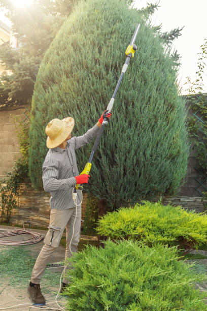 How Our Tree Care Process Works  in  East Rockaway, NY